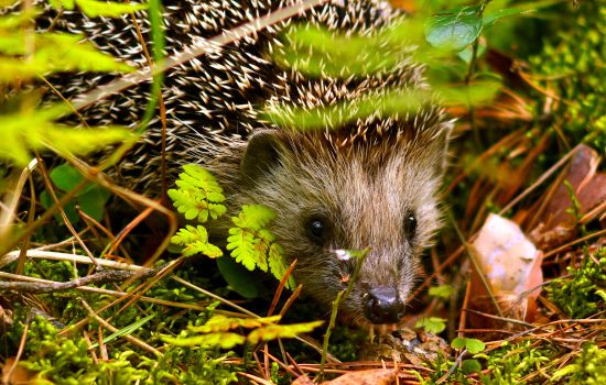 4 gestes pour aider votre jardin et ses habitants à passer l’hiver