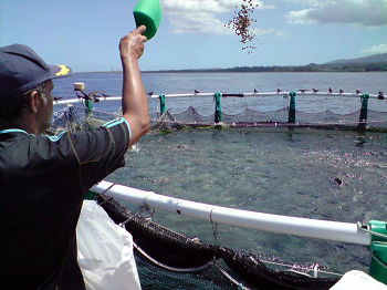 Aquaculture nourrissage poissons
