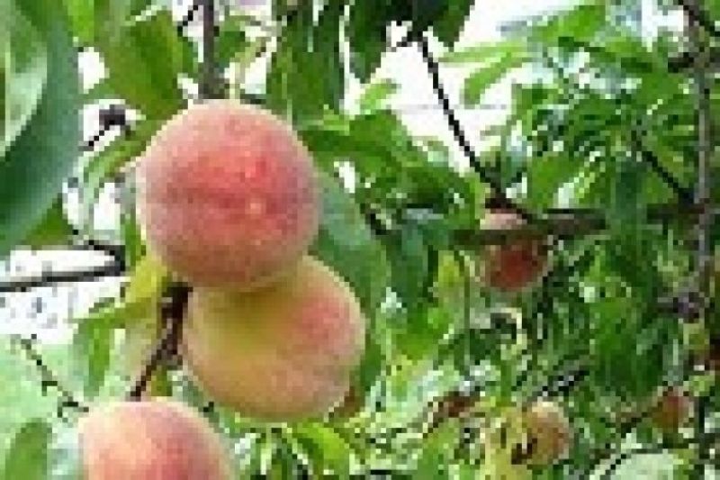 Consommez malin : le potager collaboratif