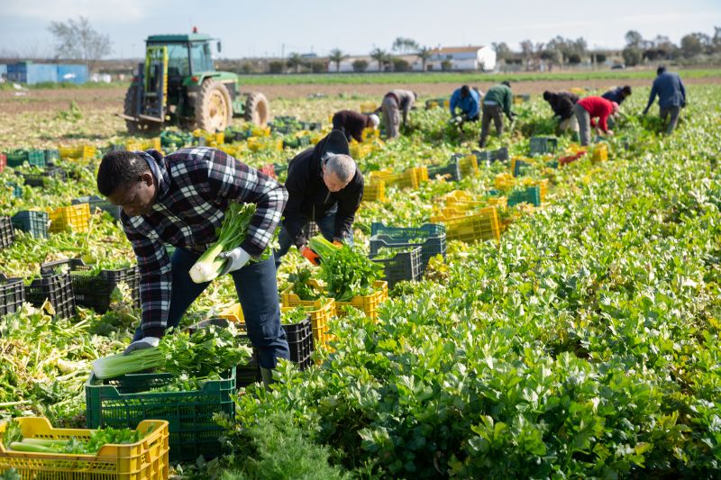 Une aide au logement pour les saisonniers agricoles