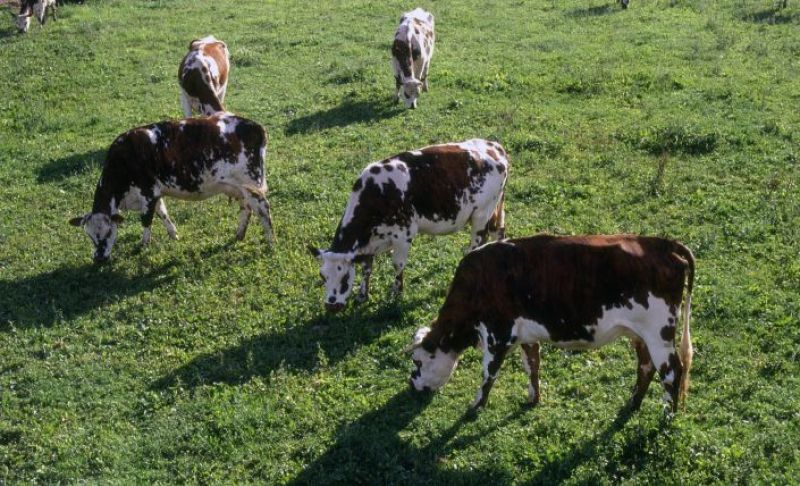 L’agriculture biologique : c’est quoi ?