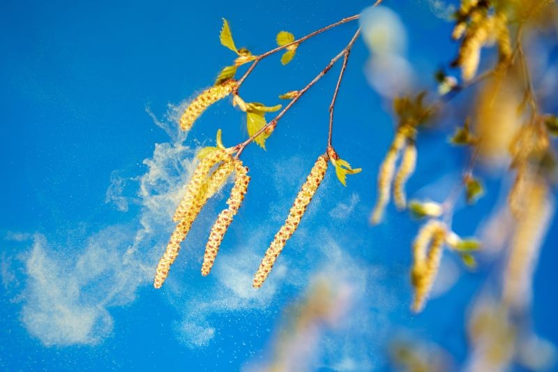 Allergies aux pollens : les bons réflexes