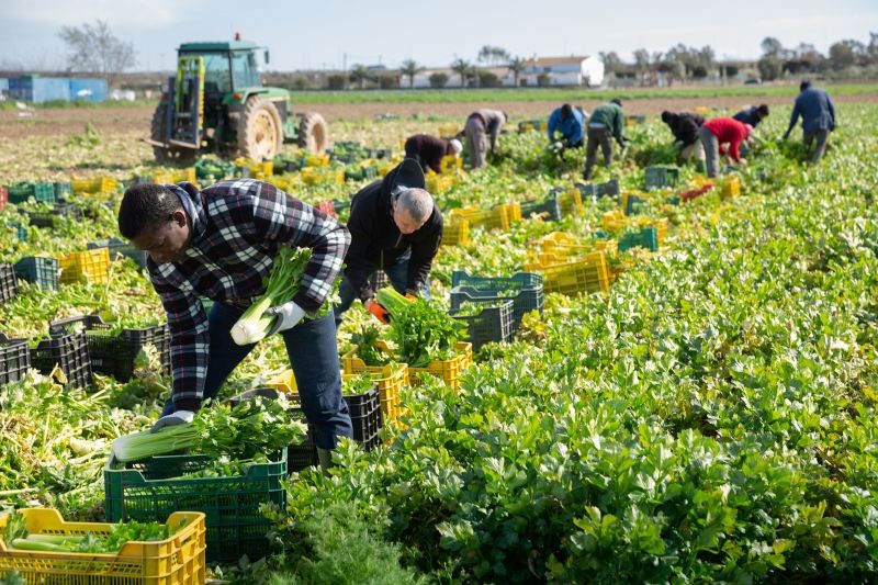 Une aide au logement pour les saisonniers agricoles