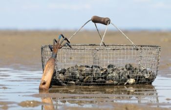 Pêche à pied : réglementation, sécurité, bons gestes