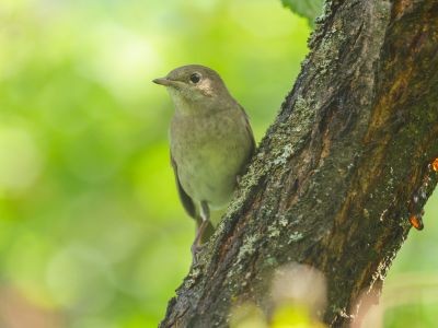 oiseau sur une branche