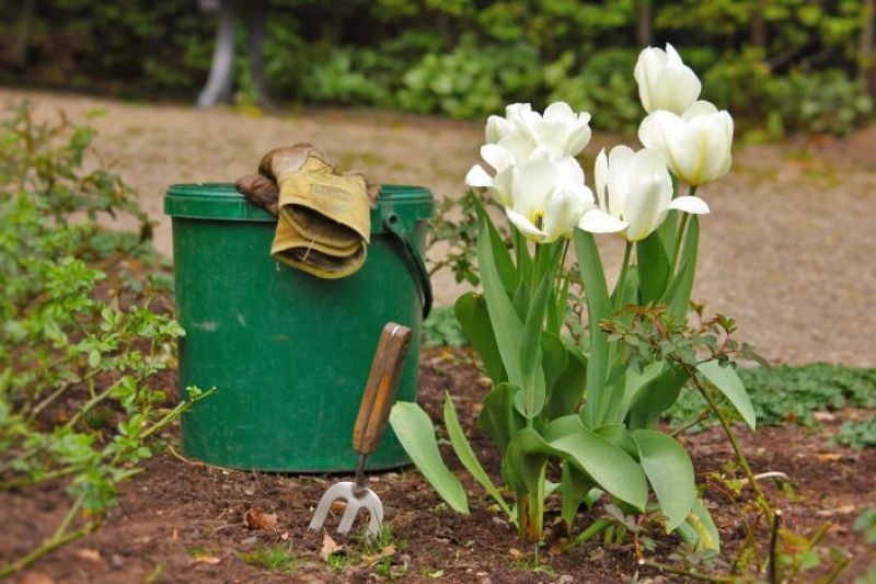 Jardin : 5 alternatives aux pesticides chimiques