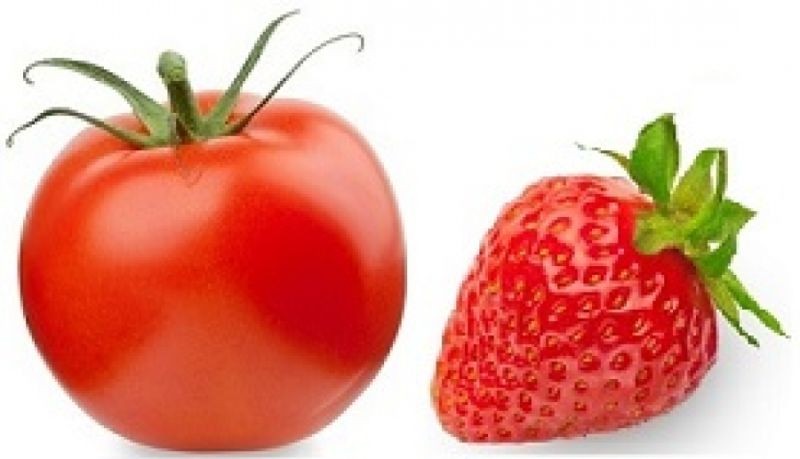 Fraises et tomates : le prix ne fait pas le goût