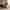 plintes mur cafards