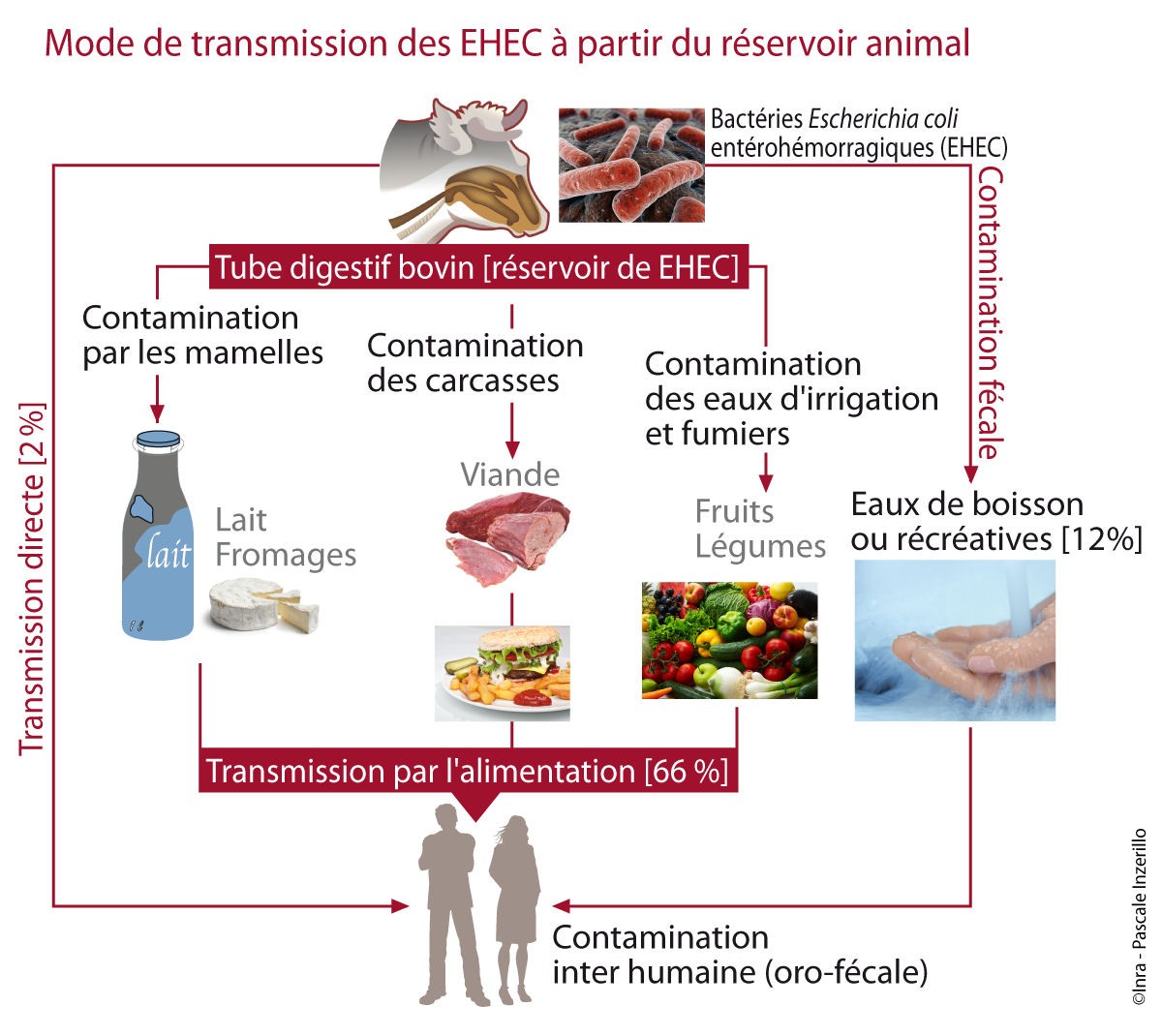 Diagramme Modes de transmission des EHEC à partir du réservoir animal