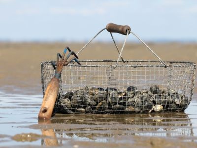 sable plage panier coquillage grattoire
