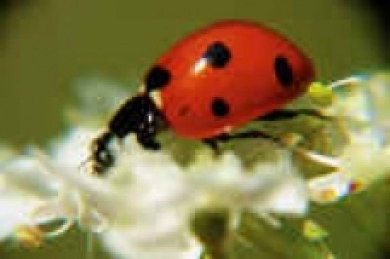 Coccinelle