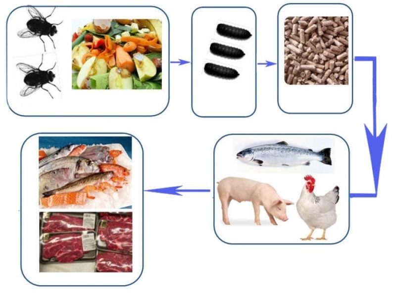 Les Français hésitent à consommer des produits provenant d’animaux nourris avec des farines d’insectes.