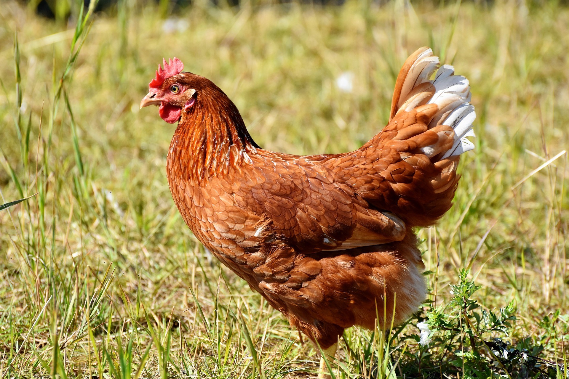 poule plein-air clcv