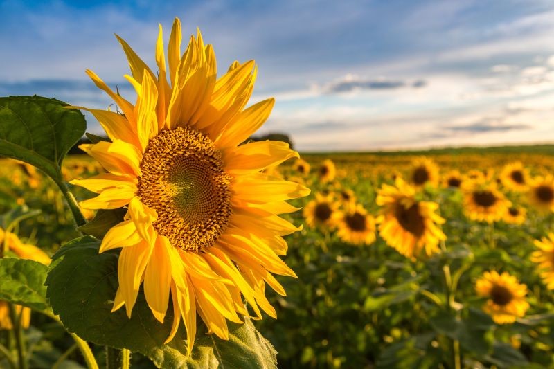 champ de tournesols