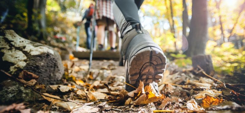 Promeneurs, quels sont vos droits et devoirs en forêt ?