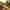 feuilles d'arbre mortes homme rateau