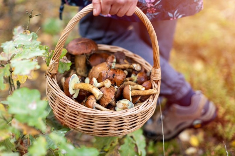 panier champignons