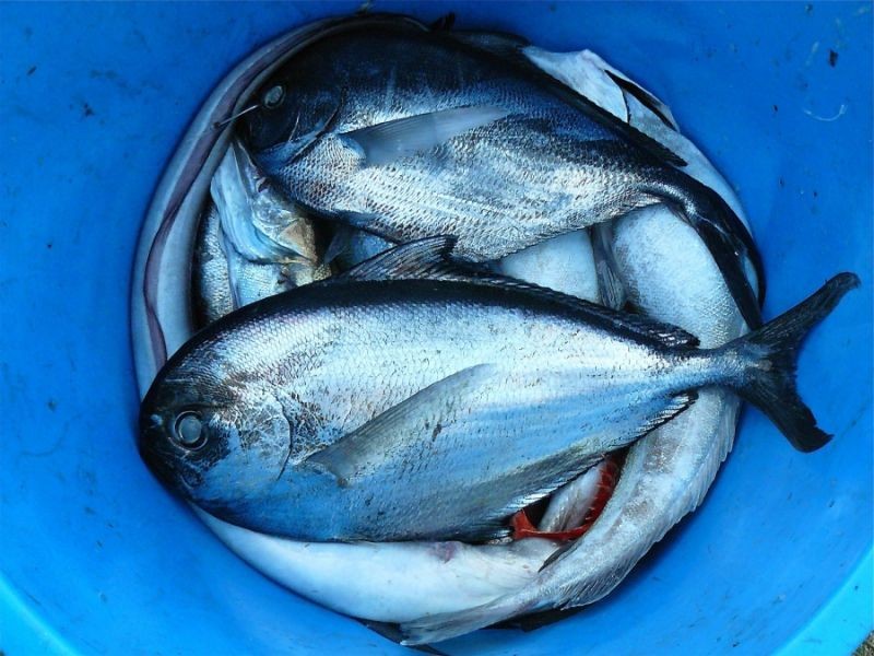 Les filières pêche et aquaculture