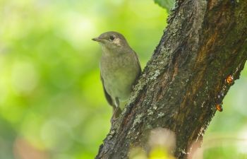 6 conseils pour prendre soin des oiseaux au jardin l’été