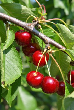 Cerises  