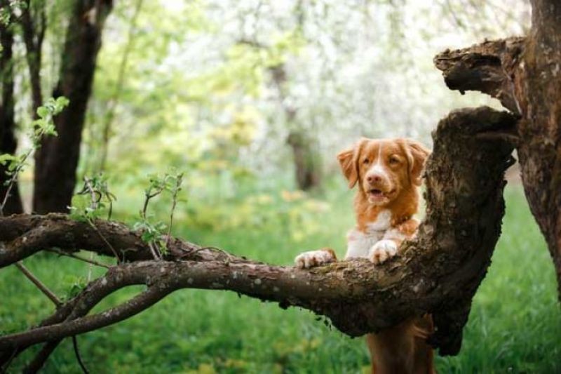 Promener son chien : les règles à suivre