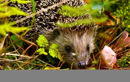 4 gestes pour aider votre jardin et ses habitants à passer l’hiver
