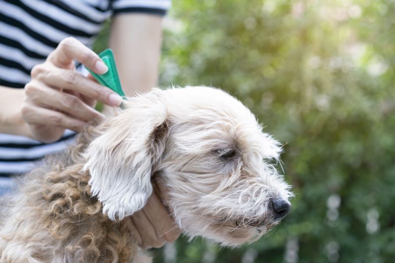 Antiparasitaires pour animaux de compagnie : restez vigilant