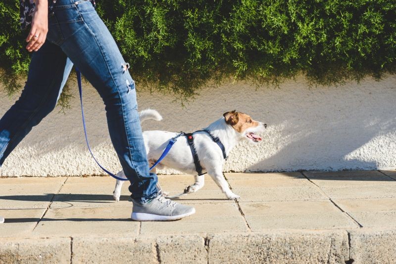 maître promenant son chien sur un trottoir