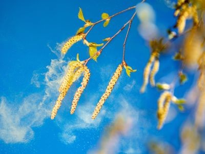 fleurs qui dégagent du pollen