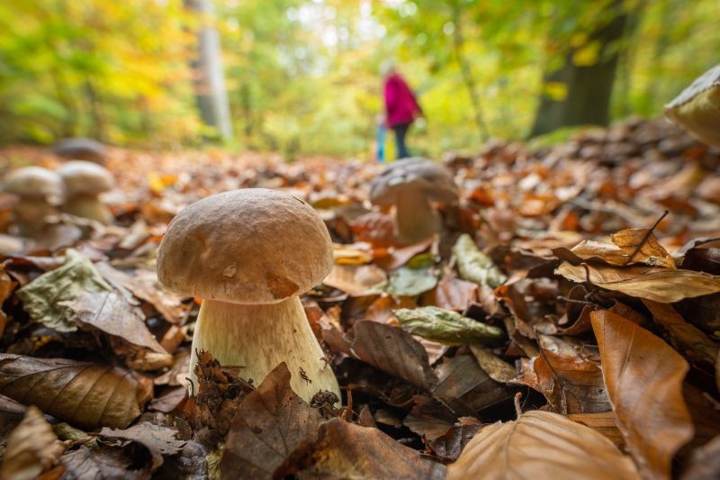 Cueillette des champignons : les règles à suivre