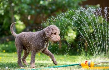 Chaleur : les bons gestes pour rafraîchir votre animal