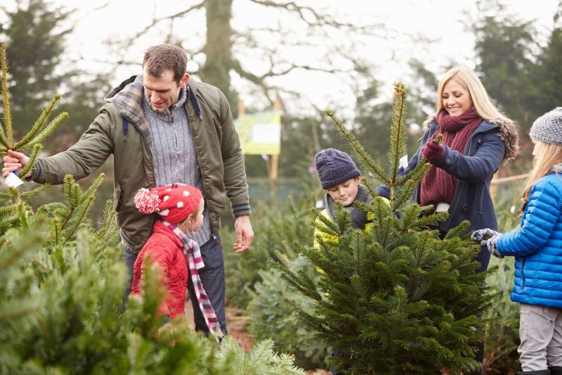 Quel sapin de Noël choisir ?