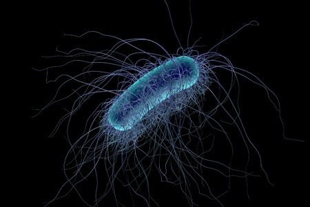 eschérichia coli