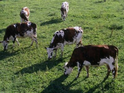 L’agriculture biologique : c’est quoi ?